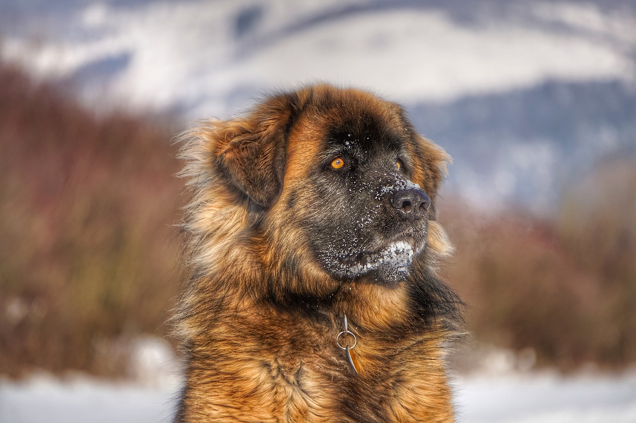 大型犬是否會攻擊人類？探究犬類行為及其影響因素