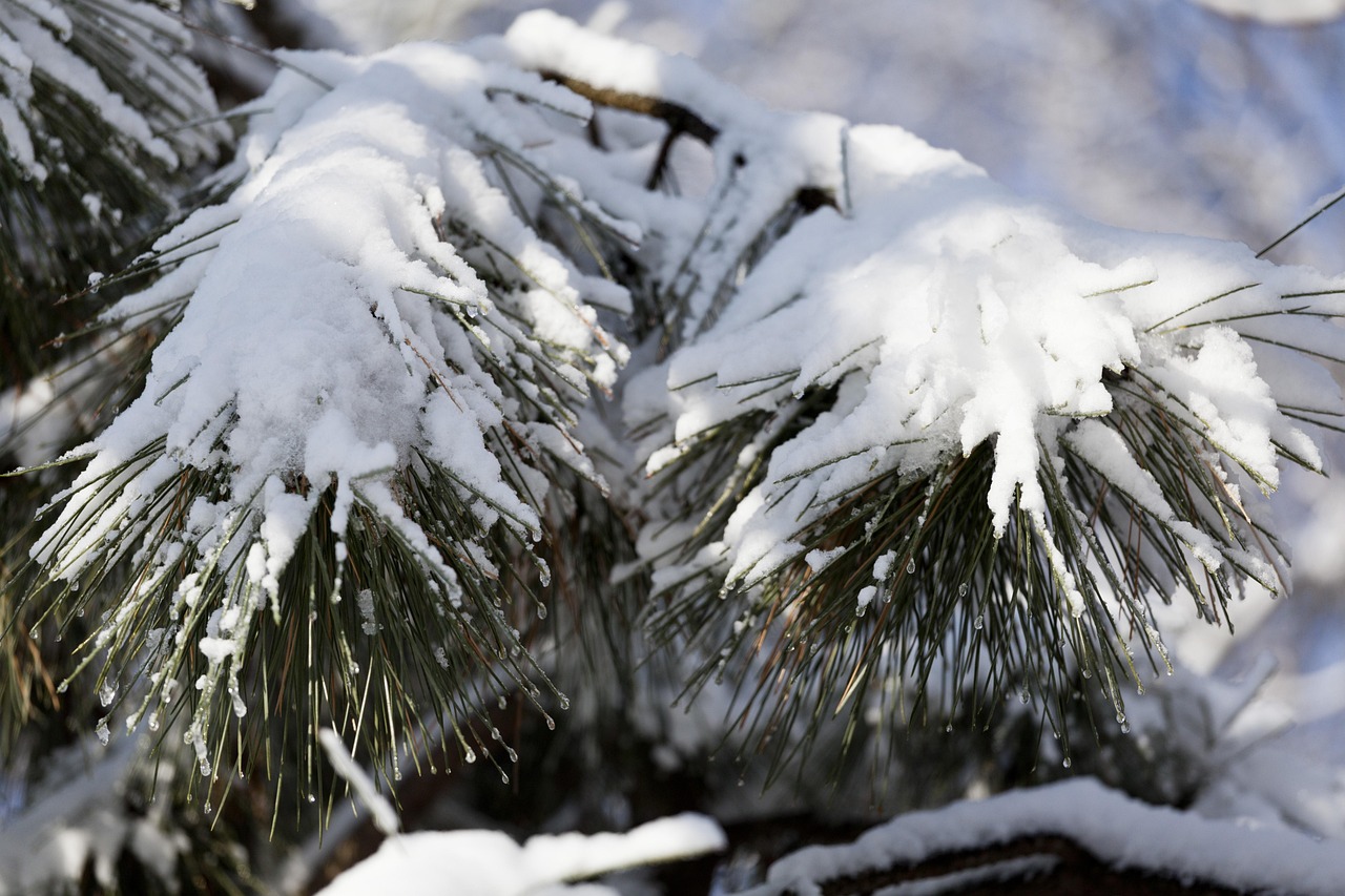 東北凜冬之美，雪冷空氣的獨特體驗