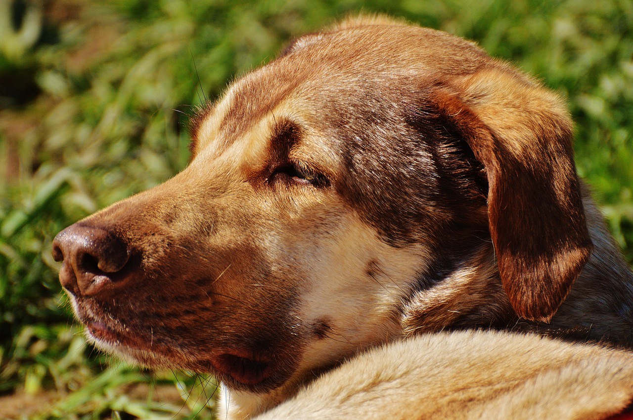 探尋犬界王者風(fēng)采，犬界最大氣的犬種展示